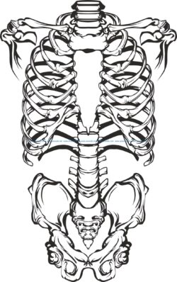 skeleton file cdr and dxf free vector download for print or laser engraving machines