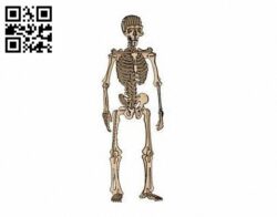 Human Skeleton E0011238 file cdr and dxf free vector download for Laser cut