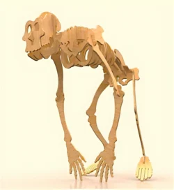 Gorilla skeleton E1000011 Free download vector file Laser cut and CNC Cut Wood